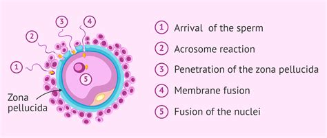 acrosome reaction